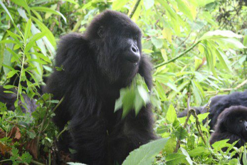 

<p>Rwanda is one of just three countries where the world’s<br />
population of mountain gorillas can be observed in the wild.<br />
Rwanda’s Volcanoes National Park is about two hours from Kigali,<br />
Rwanda’s capital.</p>
<p>“><figcaption class=