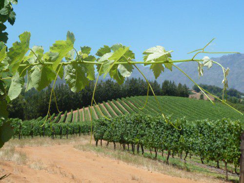 

<p>Stellenbosch, in the Western Cape of South Africa, is a prime<br />
wine-making area.</p>
<p>“><figcaption class=