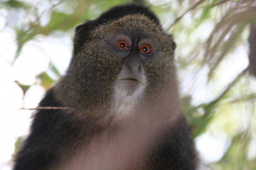

<p>Perhaps not as high-profile but also worth the time is a trip to<br />
see Rwanda’s golden monkeys, and the price of the permit is less<br />
expensive than for gorillas: $100 per person. The monkeys are also<br />
located in Volcanoes National Park.</p>
<p>“><figcaption class=