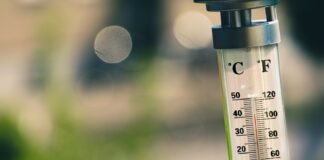 bokeh photography of thermometer on plant
