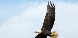 white and brown bald eagle