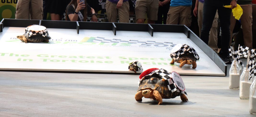 Radiated tortoises race down the track to a tray of fruits as their prize.