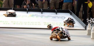 Radiated tortoises race down the track to a tray of fruits as their prize.
