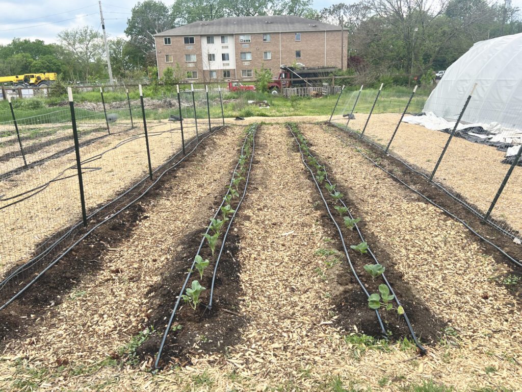 Local farm works to end food deserts - Indianapolis Recorder - Vimarsana News