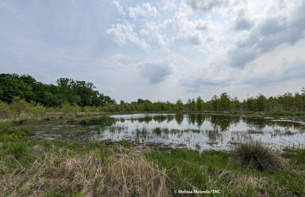 Wading through Indiana’s wetlands