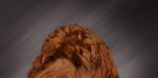 IMPD; Therapy Dog; Gus