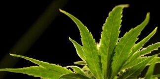 A photo of marijuana, used for AP story 'Reclassifying Marijuana.'