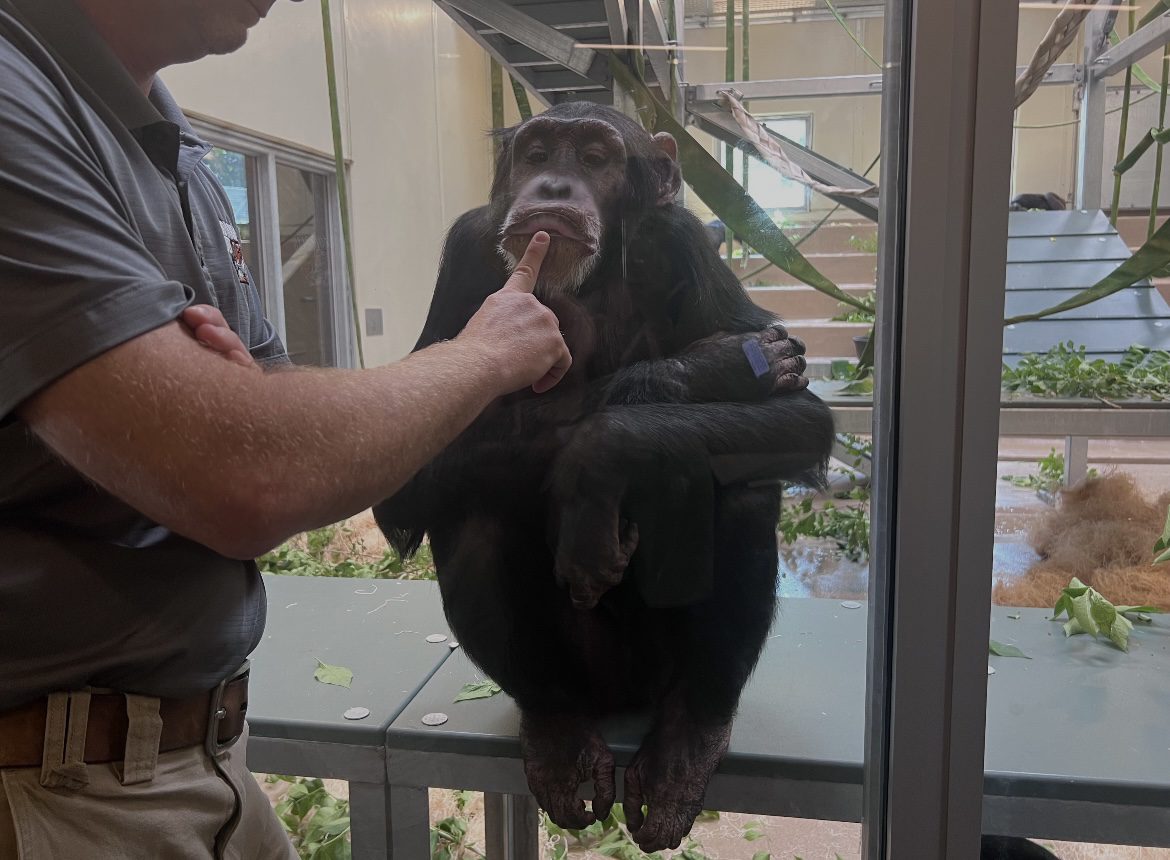 A chimp makes a face against the glass 