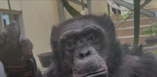 Chimpanzee at new exhibit