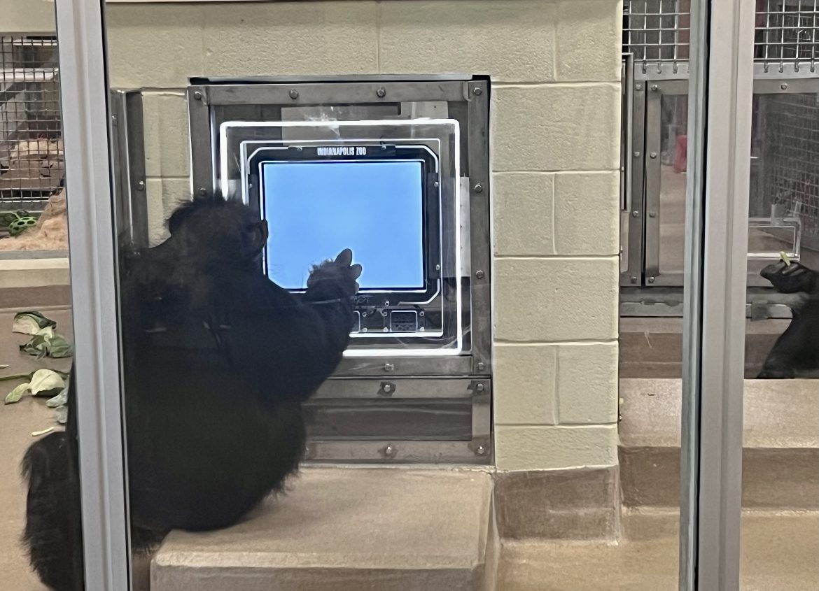 Chimp uses an ipad