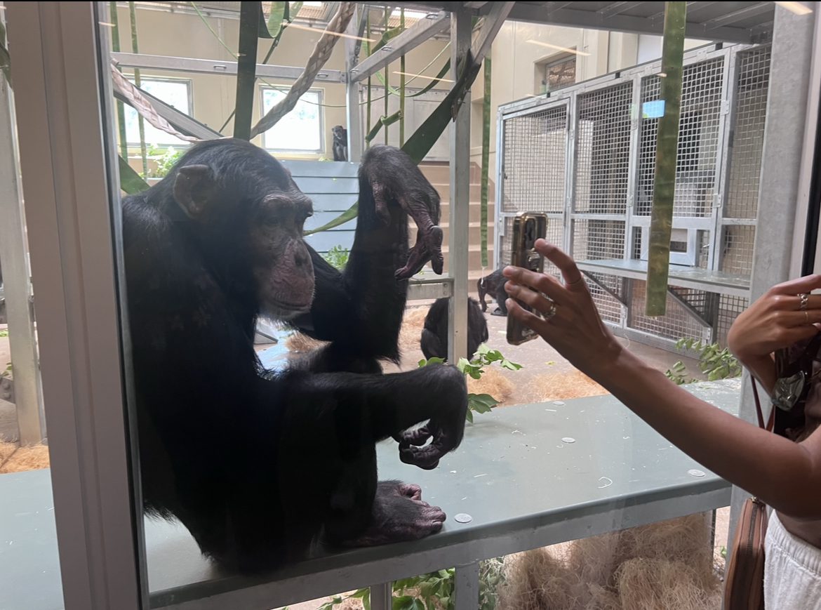 A chimpanzee examines pictures a visitor took of him