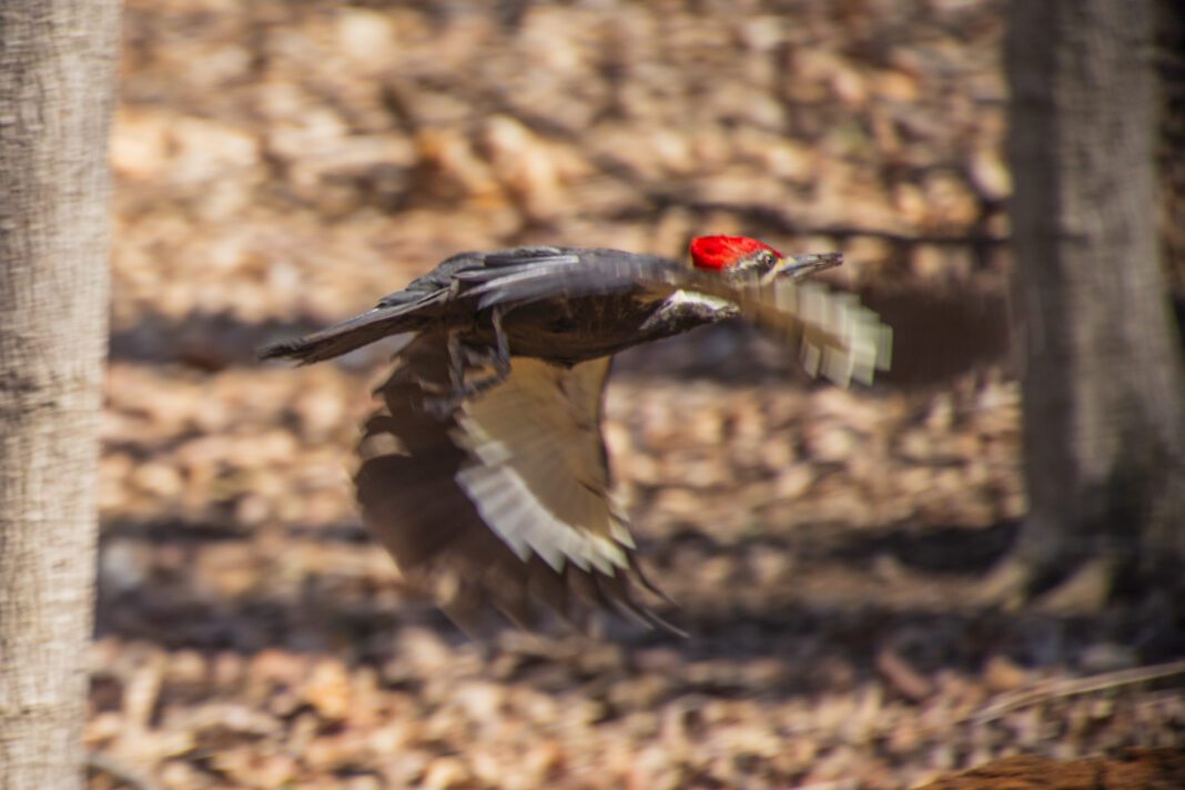 A woodpecker flies