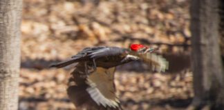 A woodpecker flies