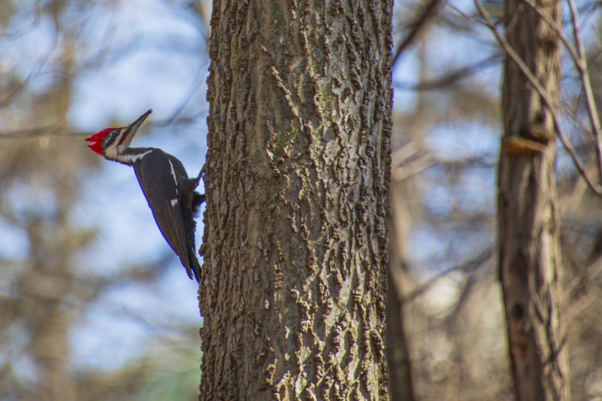 A woodpecker perches on a tree