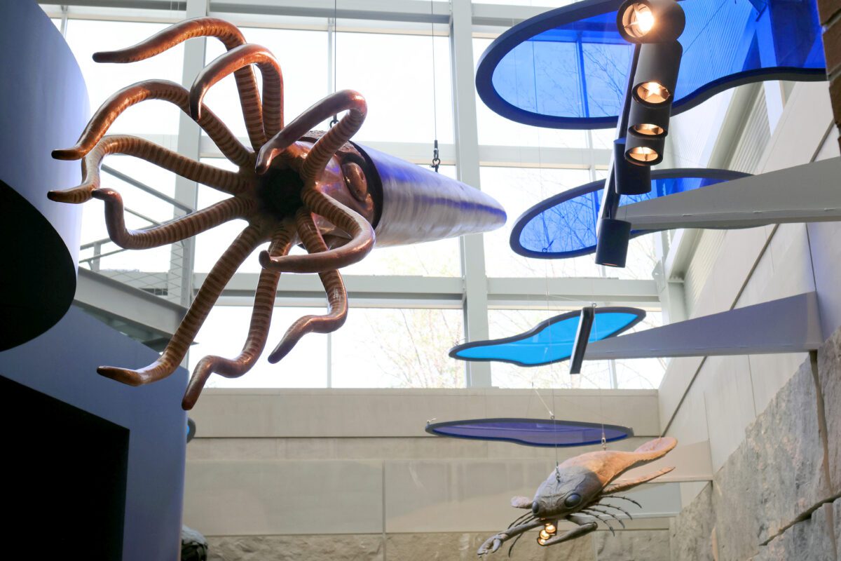 Sea creatures hanging from the ceiling of the museum