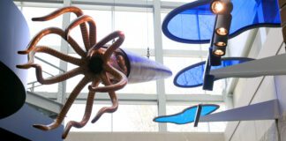 Sea creatures hanging from the ceiling of the museum