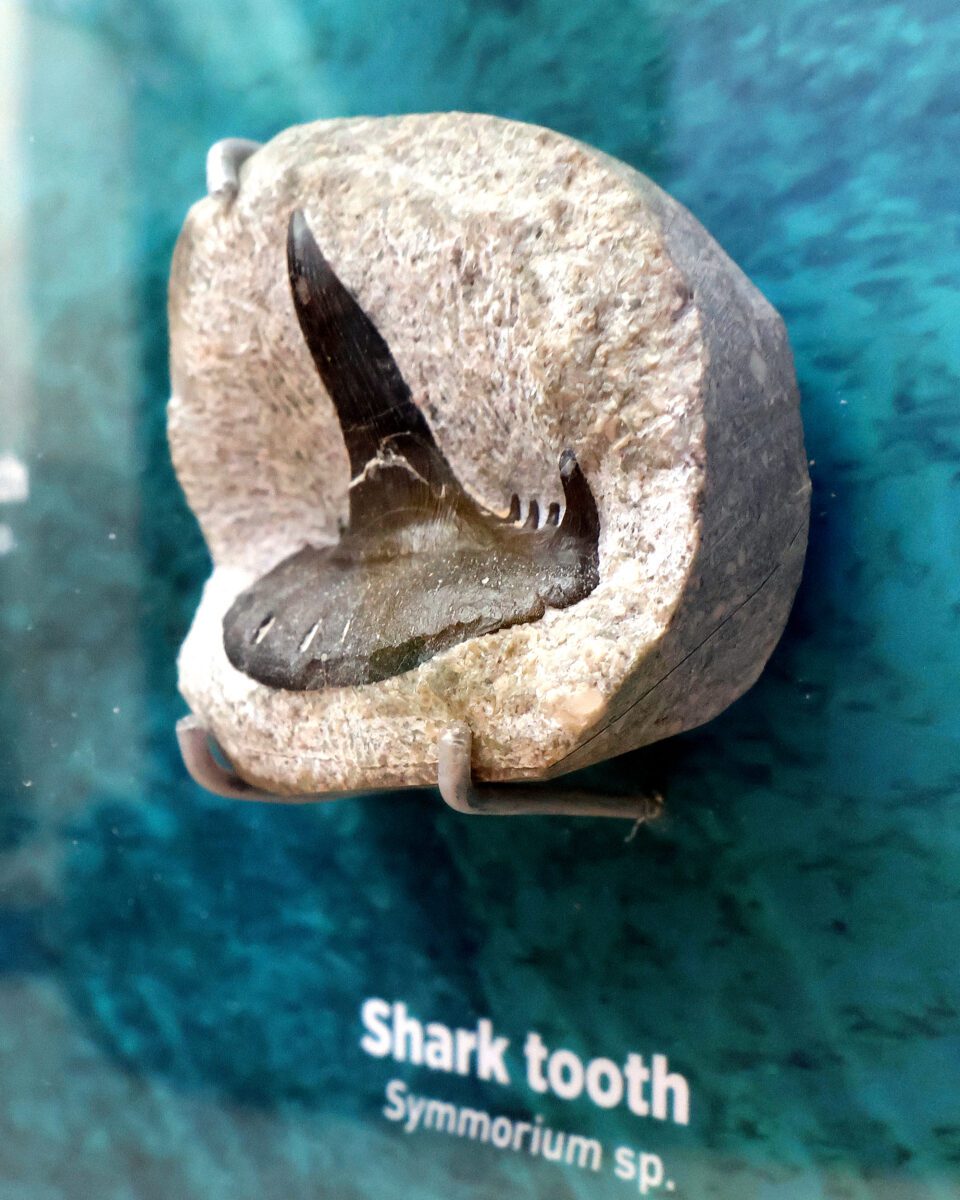 a sea creature's fossil