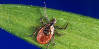 The black-legged tick, which is found in wooded areas across Indiana is responsible for transmitting Lyme disease to humans. (Photo provided/Centers for Disease Control website)
