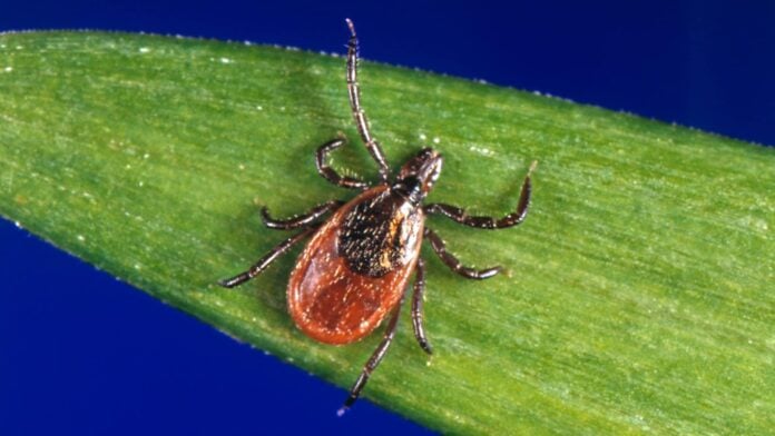 The black-legged tick, which is found in wooded areas across Indiana is responsible for transmitting Lyme disease to humans. (Photo provided/Centers for Disease Control website)
