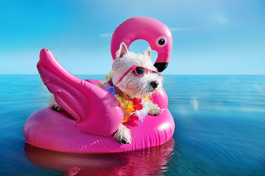white dog in inner tube
