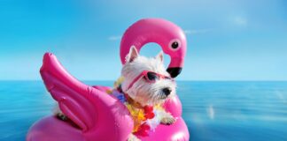white dog in inner tube