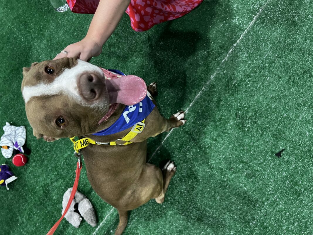 pitbulll with grass