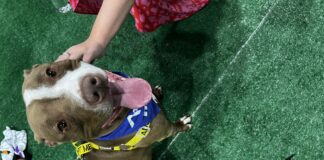 pitbulll with grass