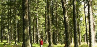 man walking through green forest