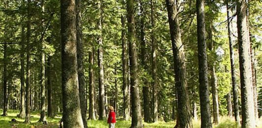 man walking through green forest