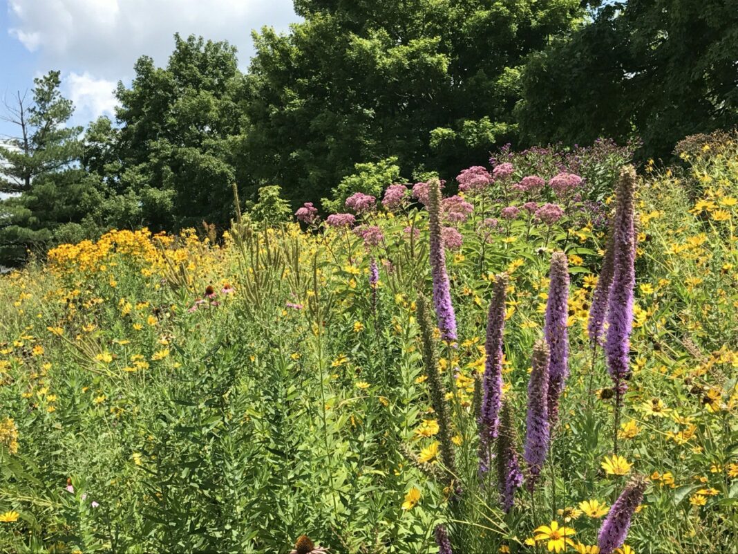 field with flowers