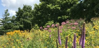 field with flowers