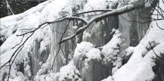 portrait of a wolf in snow