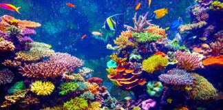 Coral Reef and Tropical Fish in Sunlight.