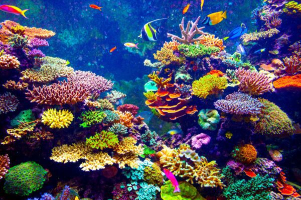 Coral Reef and Tropical Fish in Sunlight.