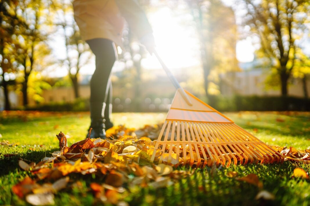 fall leaves