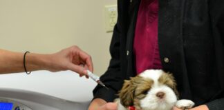 dog receiving Parvo vaccination