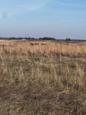 bison in prairie