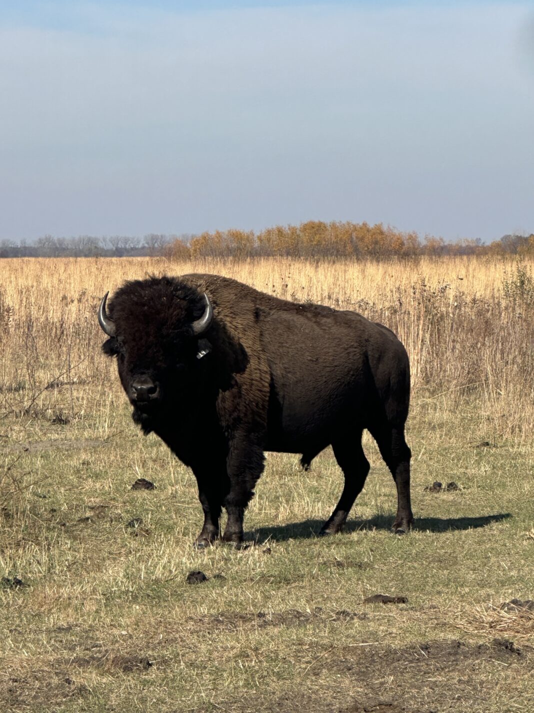 bison stands in field
