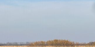 bison stands in field
