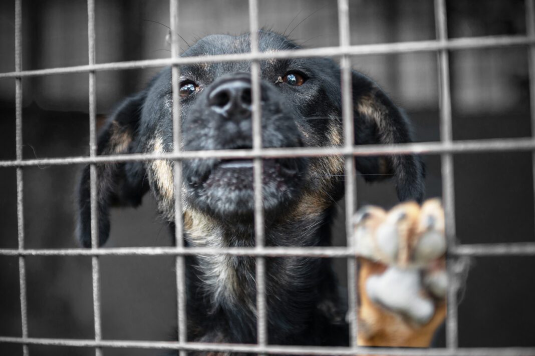 Dog in animal shelter waiting for adoption. Portrait of homeless dog in animal shelter cage. Kennel dogs locked