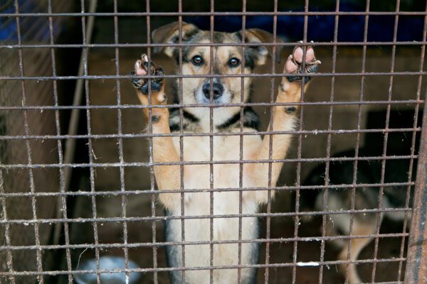 Shelter for homeless dogs, waiting for a new owner