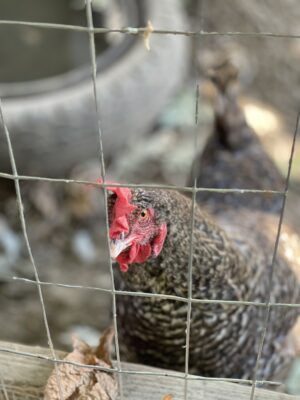 A Longer Table, chicken