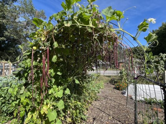 A Longer Table urban farm