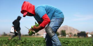 Farmworkers gather produce near Hemet, Calif. The Trump administration is making it easier for farmers to employ guest workers from other countries. (Photo by Mario Tama/Getty Images)