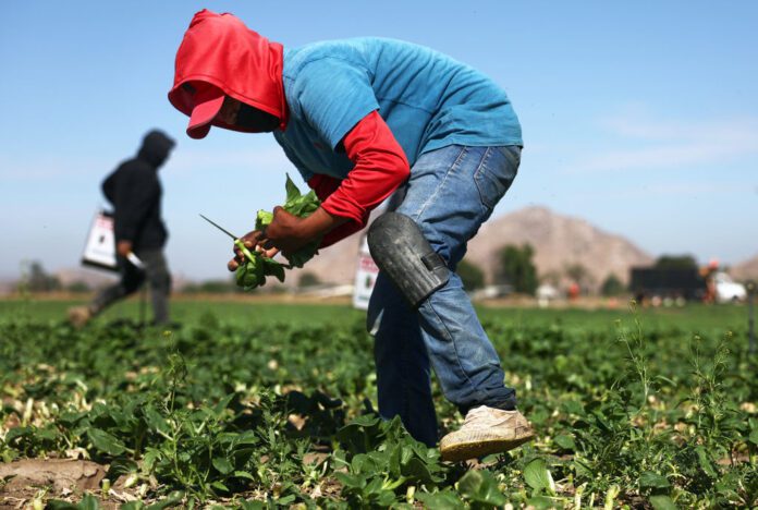 Farmworkers gather produce near Hemet, Calif. The Trump administration is making it easier for farmers to employ guest workers from other countries. (Photo by Mario Tama/Getty Images)